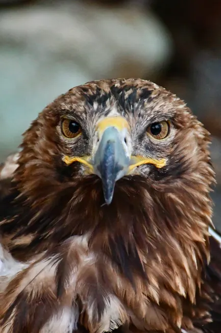 Detail Steinadler Porträt Scharfer Blick Number 4