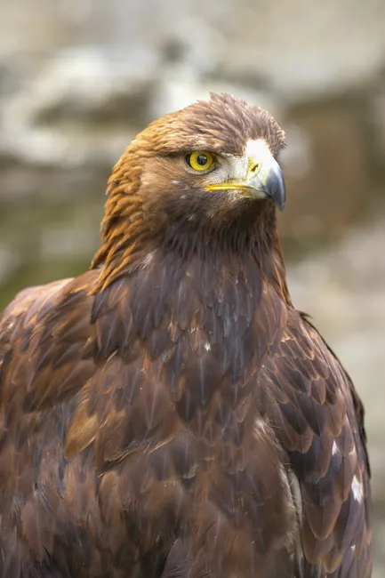 Detail Steinadler Porträt Scharfer Blick Number 5