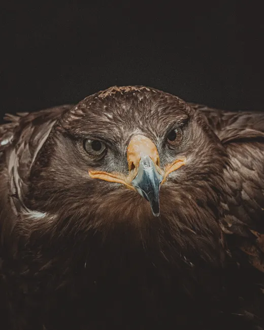 Detail Steinadler Porträt Scharfer Blick Number 6