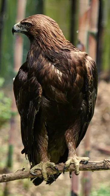 Detail Steinadler Porträt Scharfer Blick Number 7