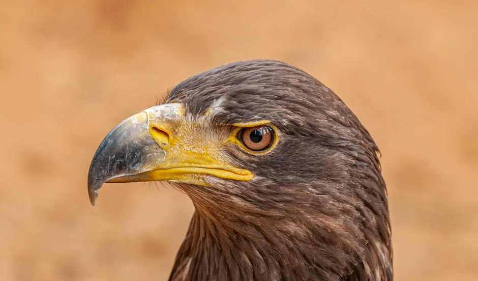 Detail Steinadler Porträt Scharfer Blick Number 8