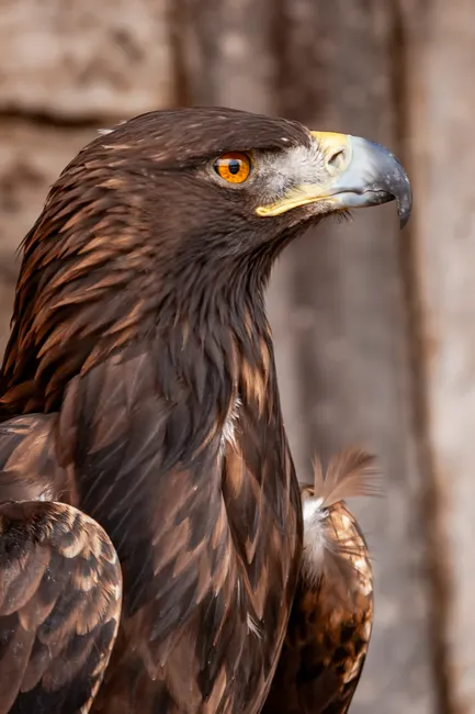 Detail Steinadler Porträt Scharfer Blick Number 9