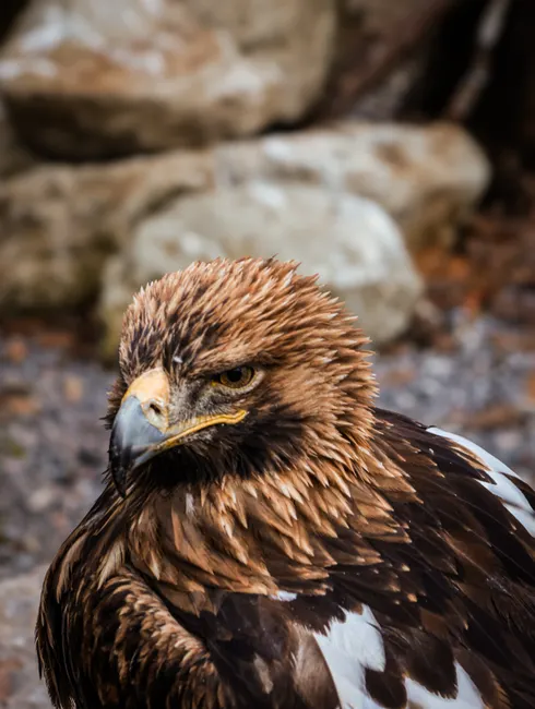 Detail Steinadler Porträt Scharfer Blick Number 10