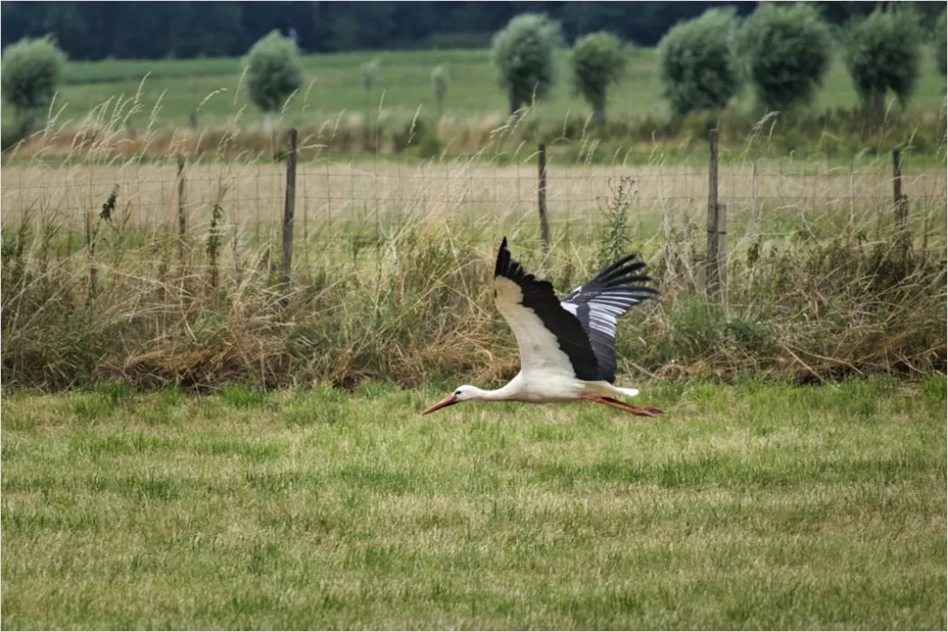 Storch Im Flug Ueber Wiese D8c5