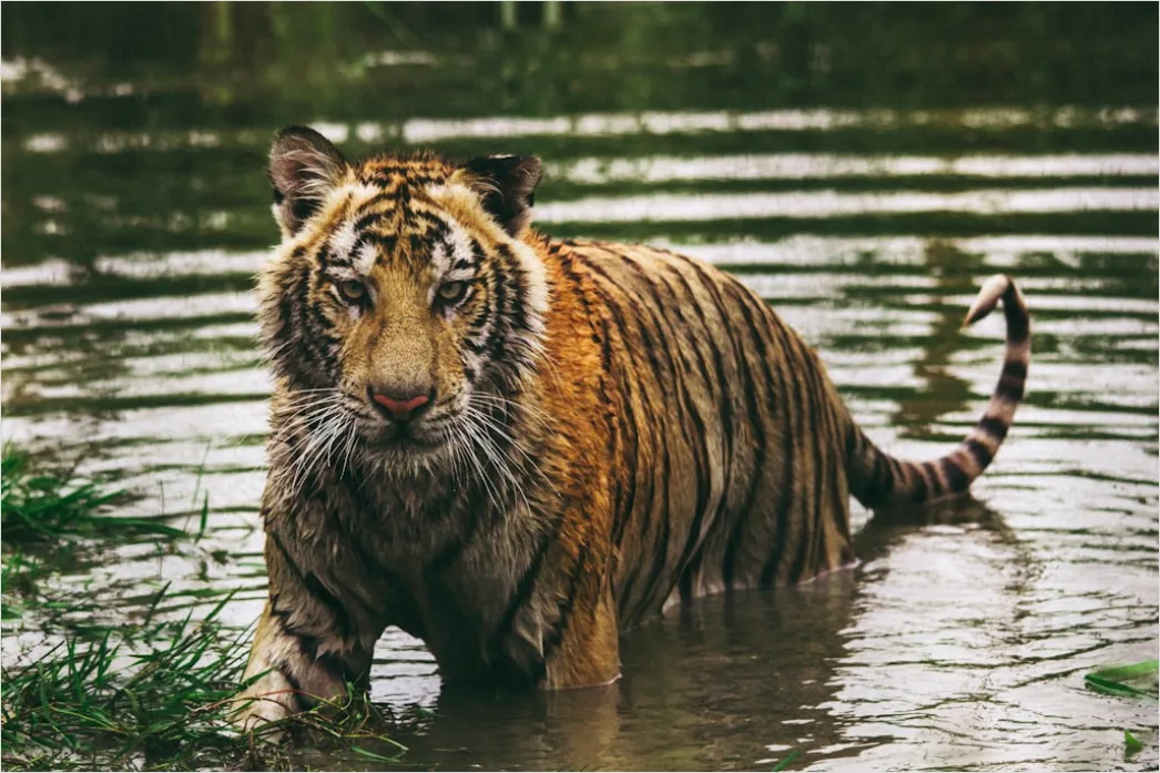Tiger Am Flussufer Spiegelung C904