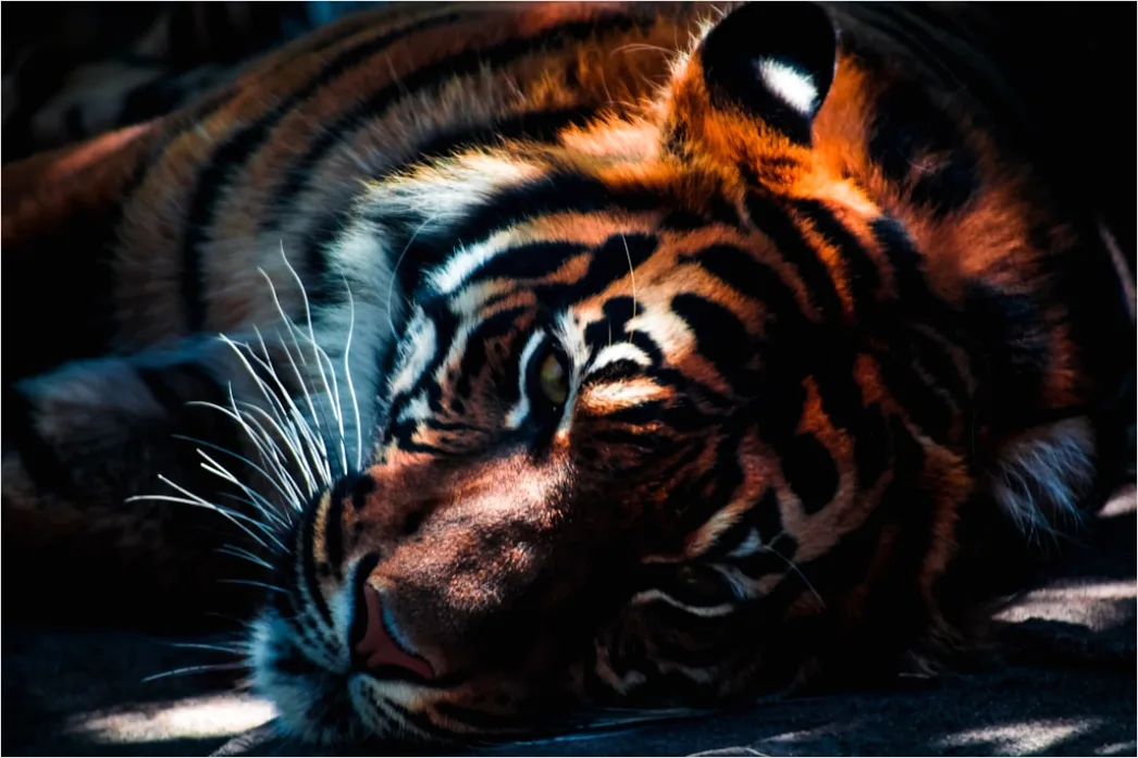Tiger Gesicht Nahaufnahme Intensiv Blick C885