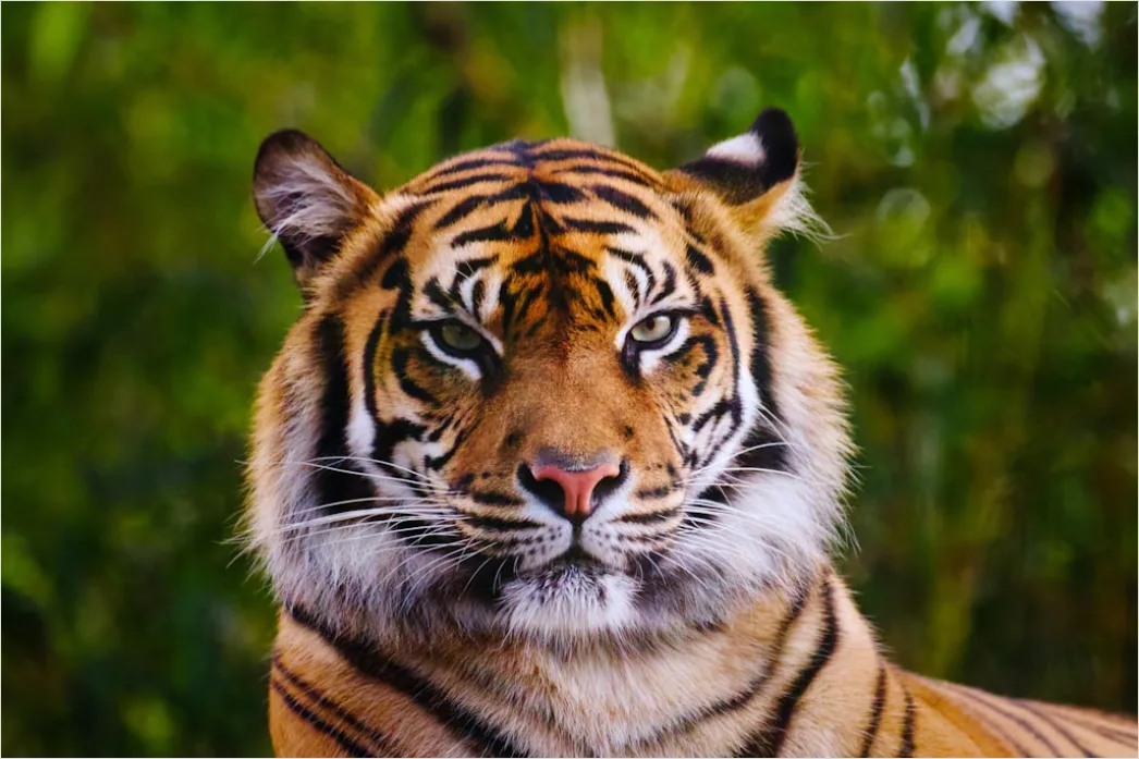 Detail Tiger Gesicht Nahaufnahme Intensiv Blick Number 2
