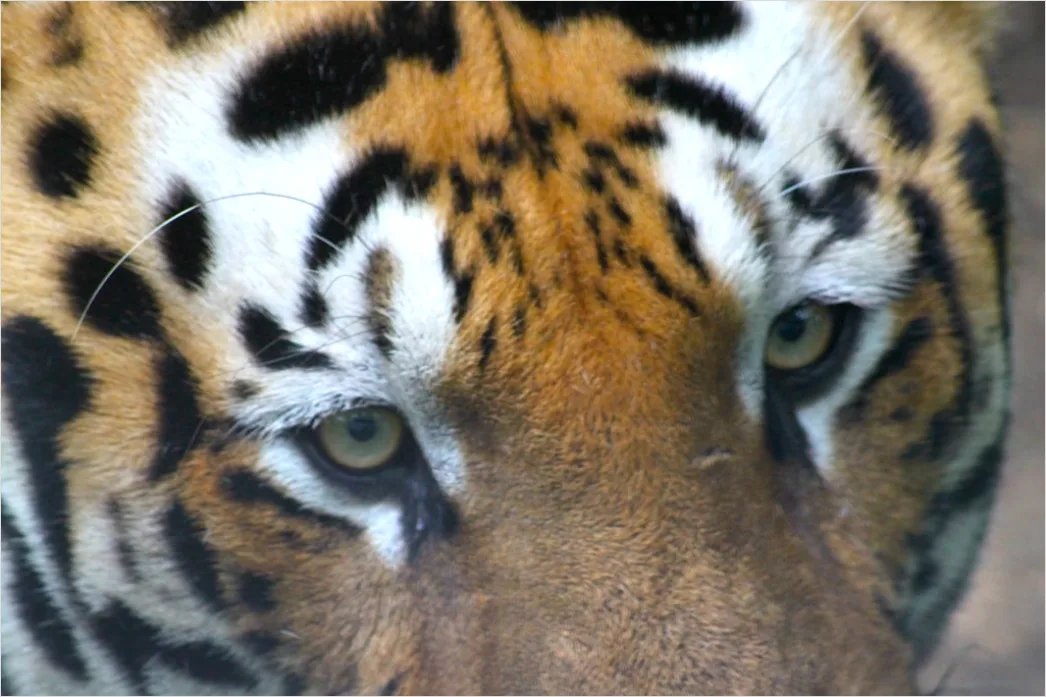 Detail Tiger Gesicht Nahaufnahme Intensiv Blick Number 11