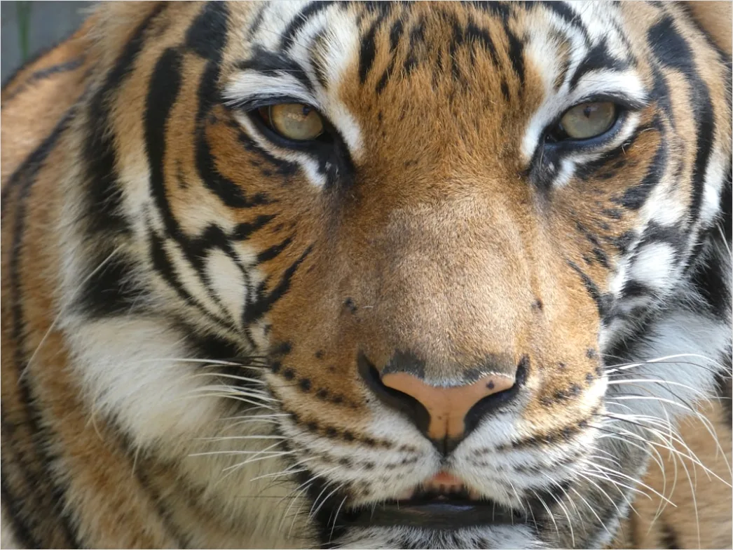 Detail Tiger Gesicht Nahaufnahme Intensiv Blick Number 12