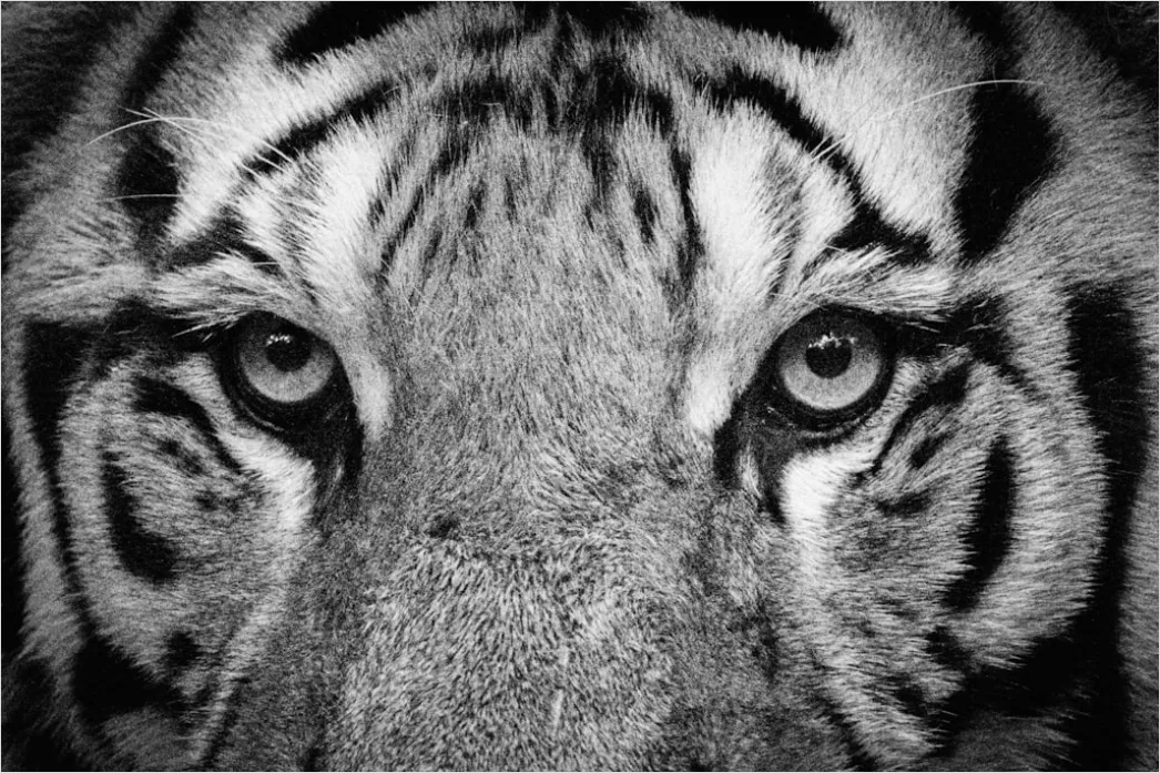 Detail Tiger Gesicht Nahaufnahme Intensiv Blick Number 13