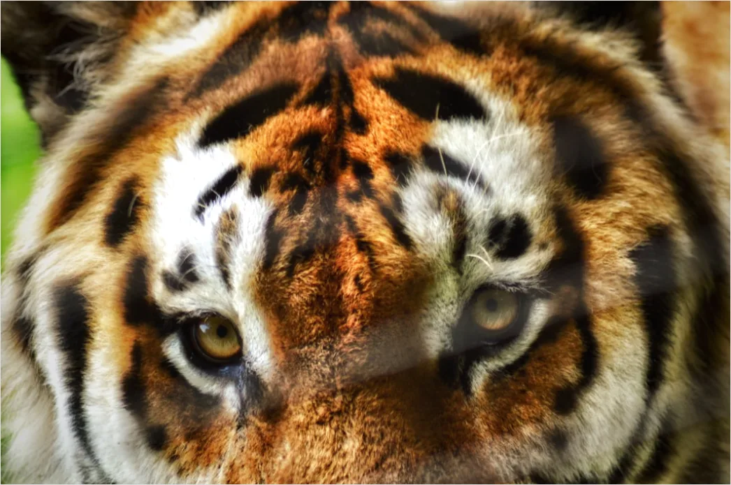 Detail Tiger Gesicht Nahaufnahme Intensiv Blick Number 14