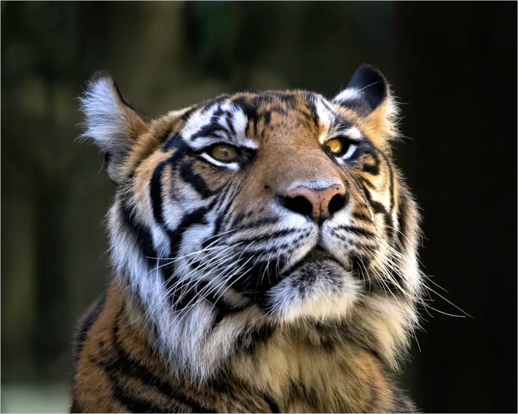 Detail Tiger Gesicht Nahaufnahme Intensiv Blick Number 15