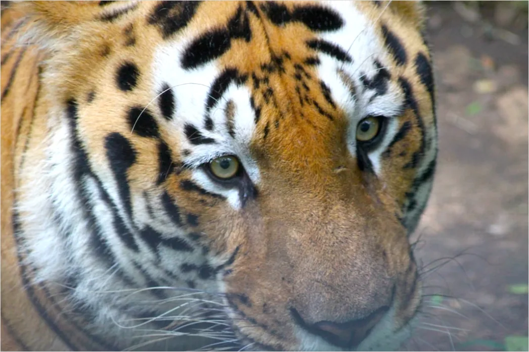Detail Tiger Gesicht Nahaufnahme Intensiv Blick Number 16