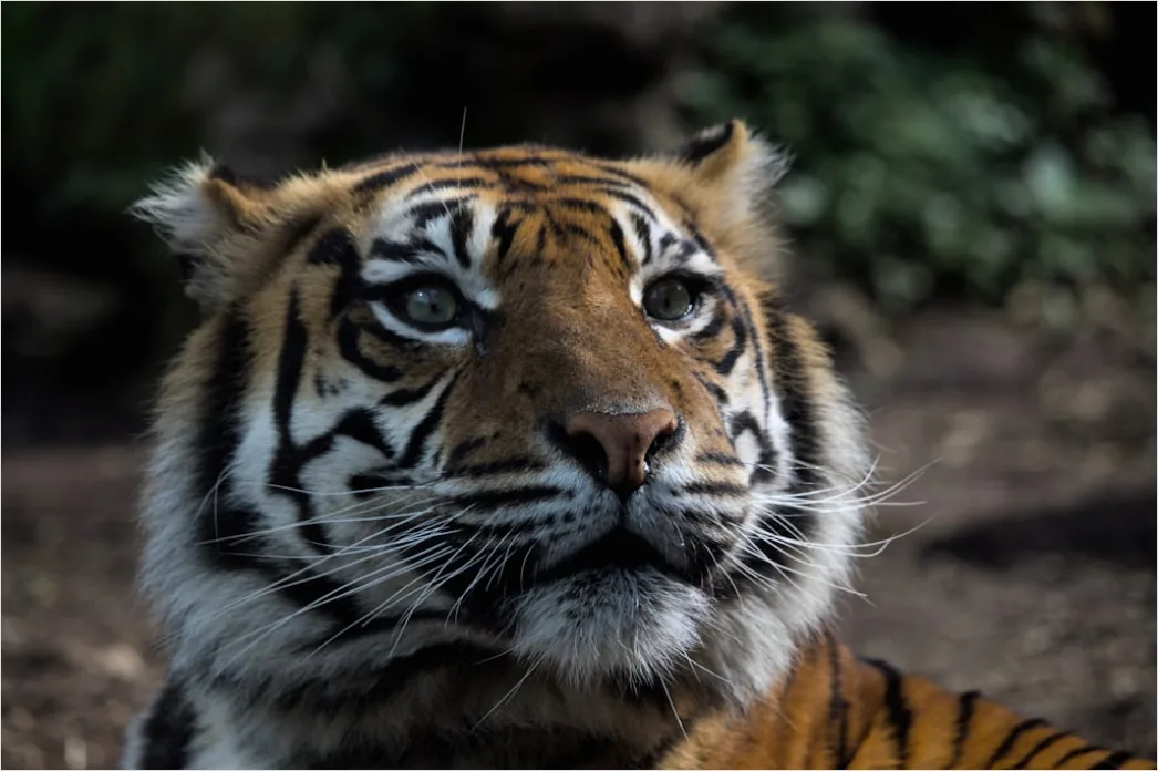 Detail Tiger Gesicht Nahaufnahme Intensiv Blick Number 17