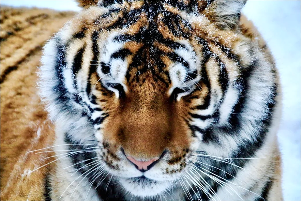 Detail Tiger Gesicht Nahaufnahme Intensiv Blick Number 18