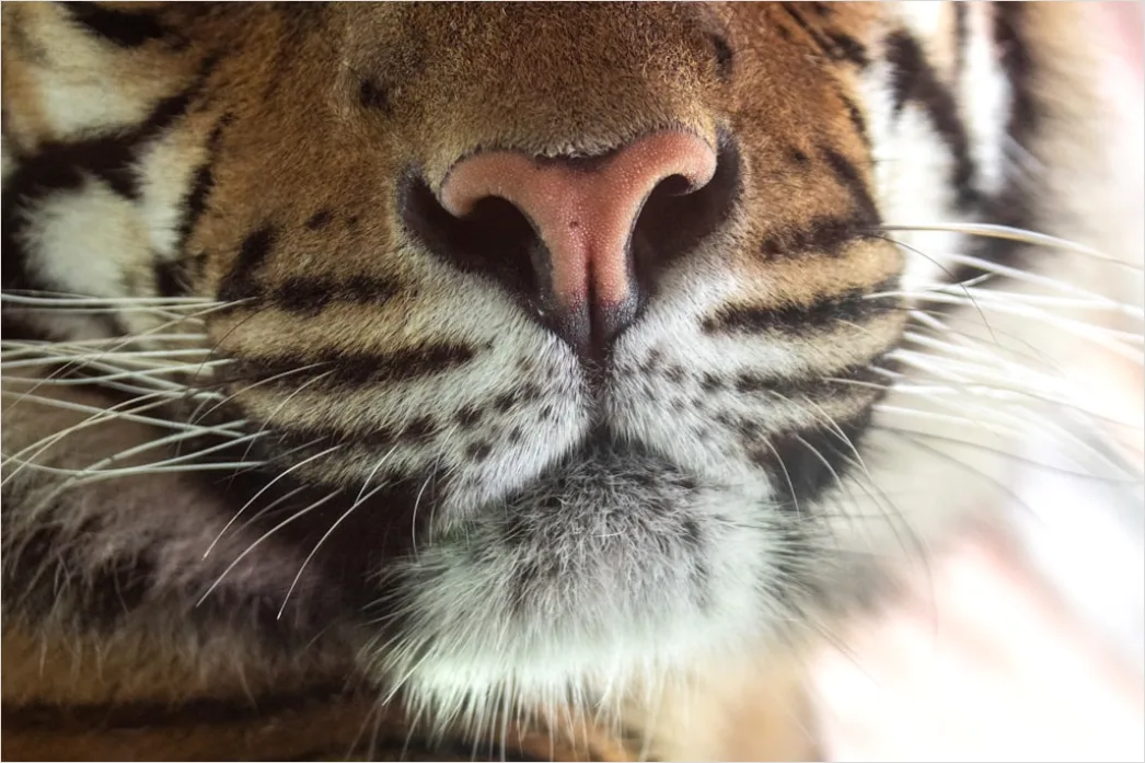 Detail Tiger Gesicht Nahaufnahme Intensiv Blick Number 19