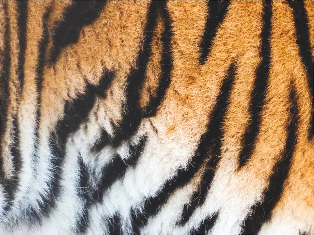 Detail Tiger Gesicht Nahaufnahme Intensiv Blick Number 3