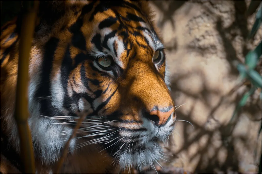 Detail Tiger Gesicht Nahaufnahme Intensiv Blick Number 4