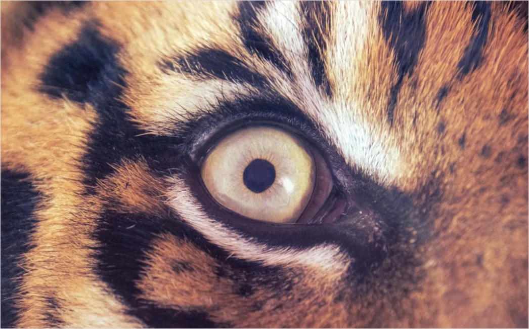 Detail Tiger Gesicht Nahaufnahme Intensiv Blick Number 6