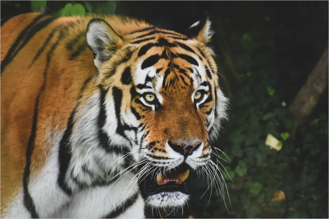 Detail Tiger Gesicht Nahaufnahme Intensiv Blick Number 8