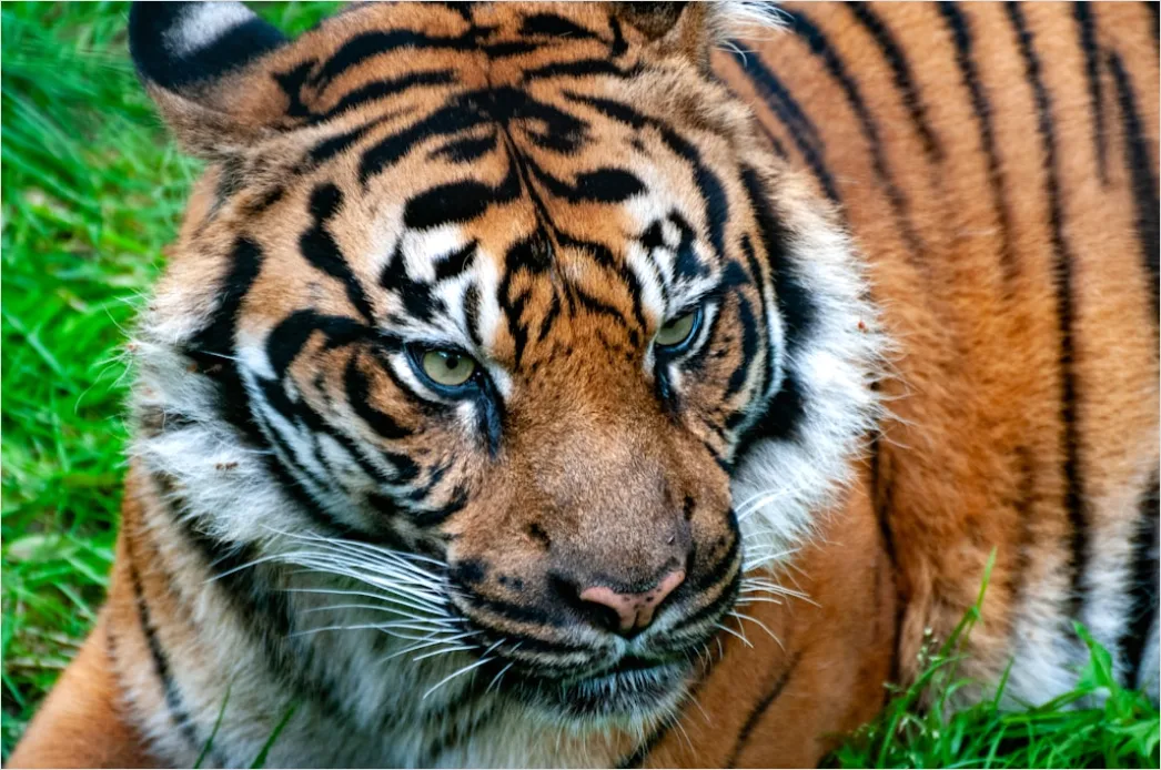 Detail Tiger Gesicht Nahaufnahme Intensiv Blick Number 9