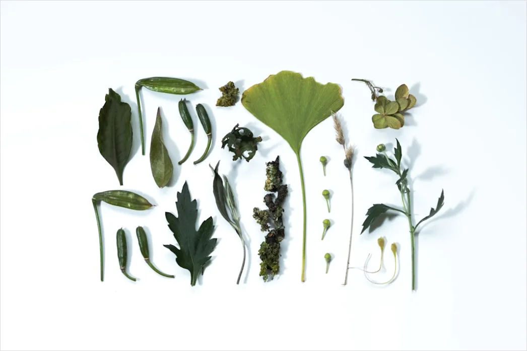 Detail Botanist Identifying Plants In Nature Study Number 2