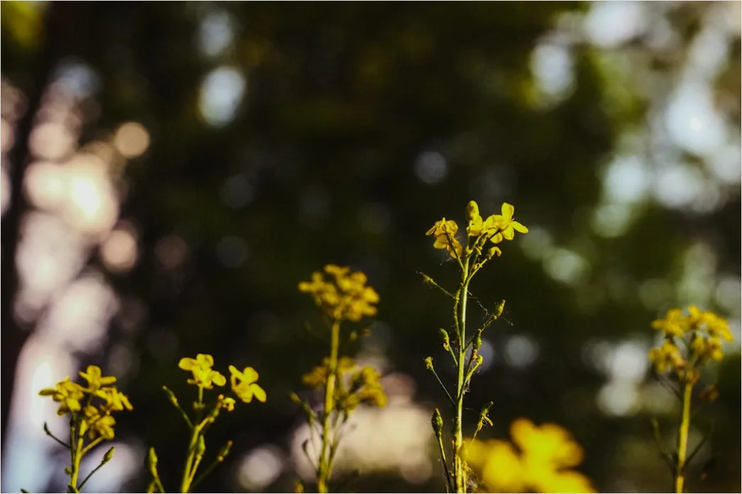 Detail Botanist Identifying Plants In Nature Study Number 16