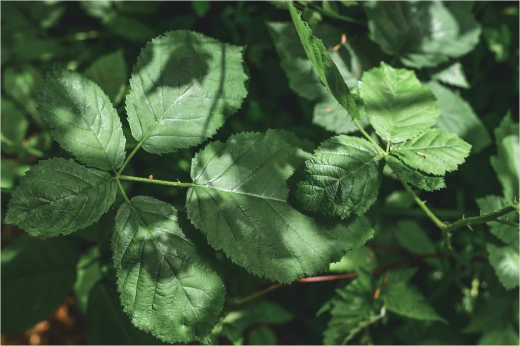 Detail Botanist Identifying Plants In Nature Study Number 8