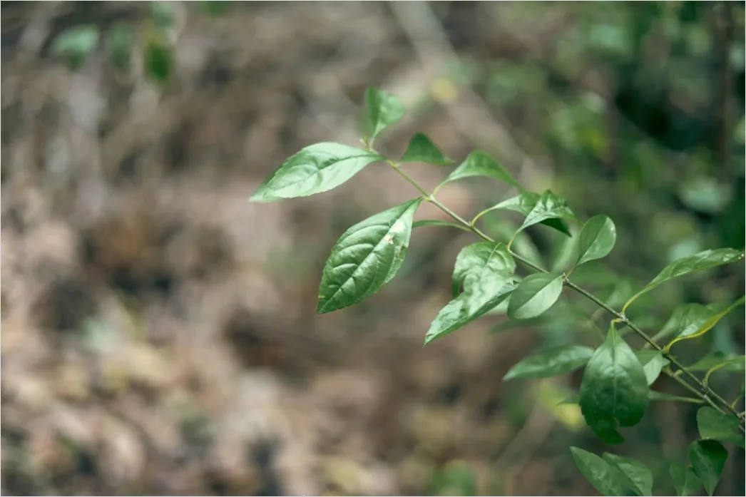 Detail Botanist Identifying Plants In Nature Study Number 9