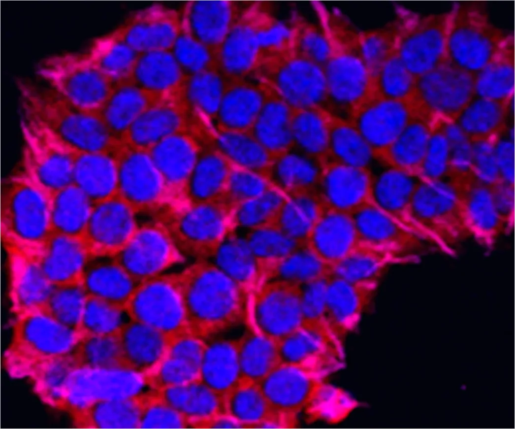 Detail Cell Microscopy Image Nucleus And Membrane Number 2