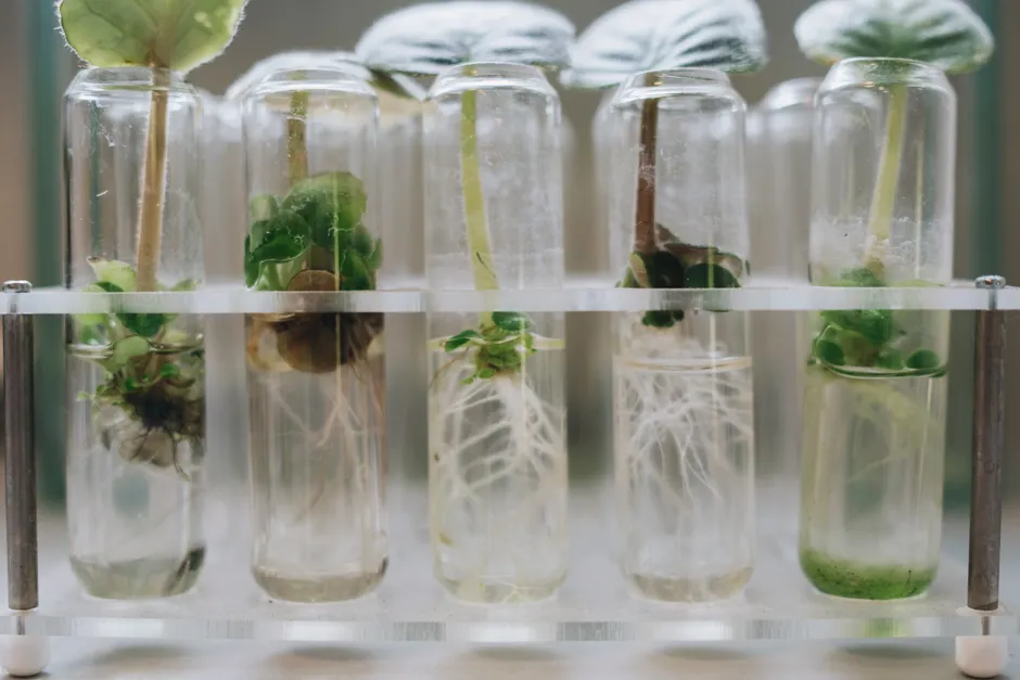 Detail Crystal Growth Experiment Laboratory Close Up Number 15