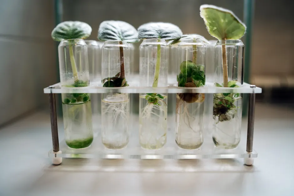 Detail Crystal Growth Experiment Laboratory Close Up Number 19