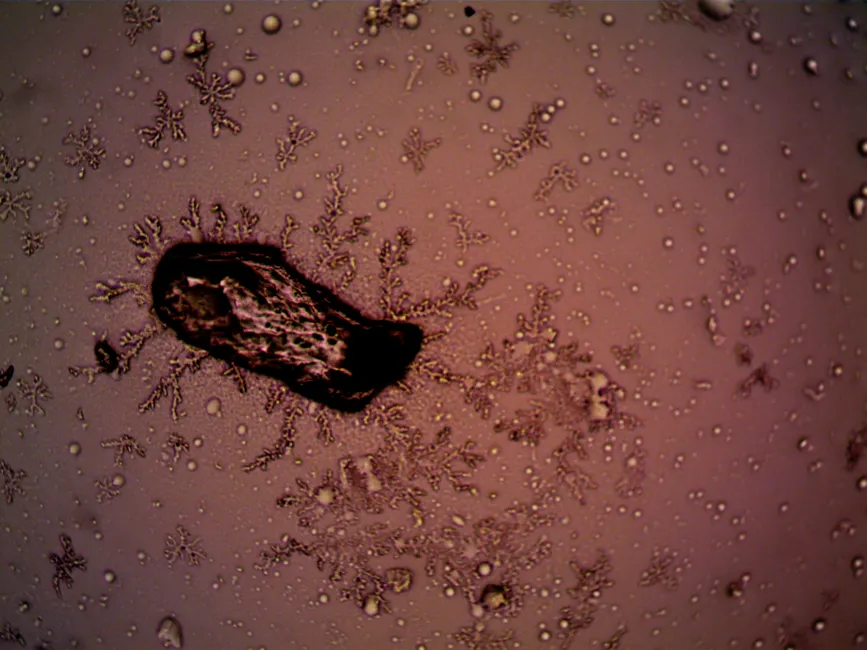 Detail Crystal Growth Experiment Laboratory Close Up Number 8