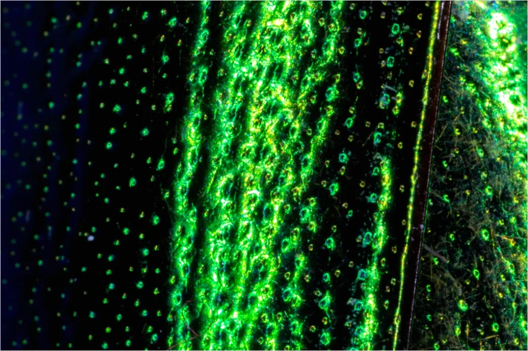 Detail Fluorescence Microscopy Image Cells Glowing Colors Number 11