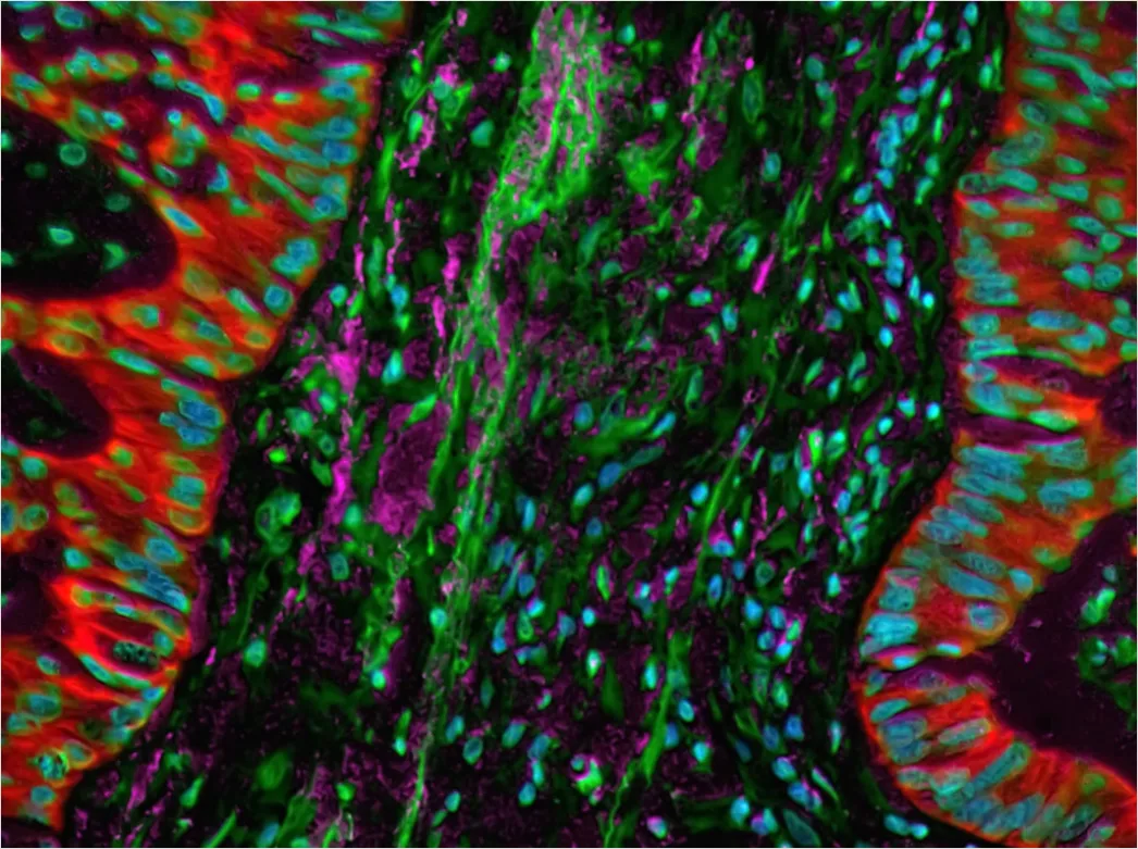 Detail Fluorescence Microscopy Image Cells Glowing Colors Number 12