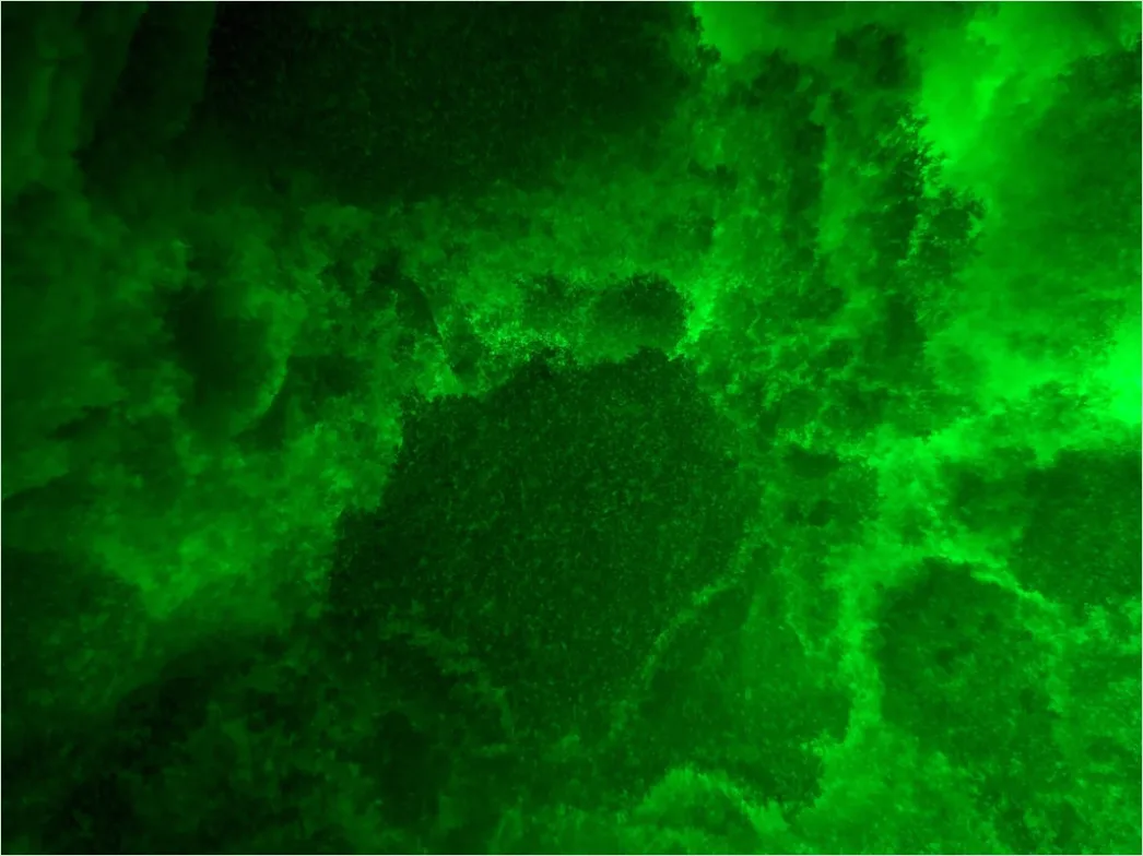Detail Fluorescence Microscopy Image Cells Glowing Colors Number 13