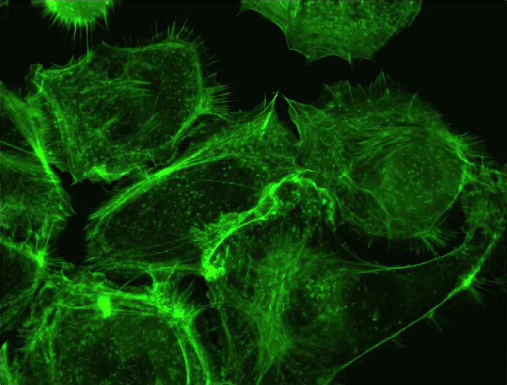 Detail Fluorescence Microscopy Image Cells Glowing Colors Number 18
