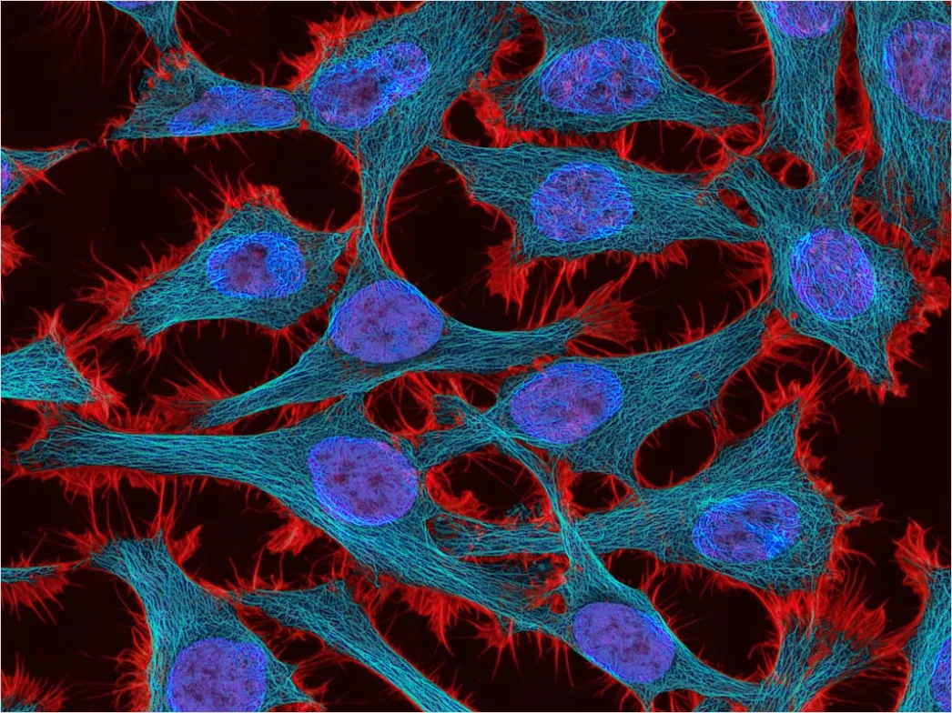 Detail Fluorescence Microscopy Image Cells Glowing Colors Number 3