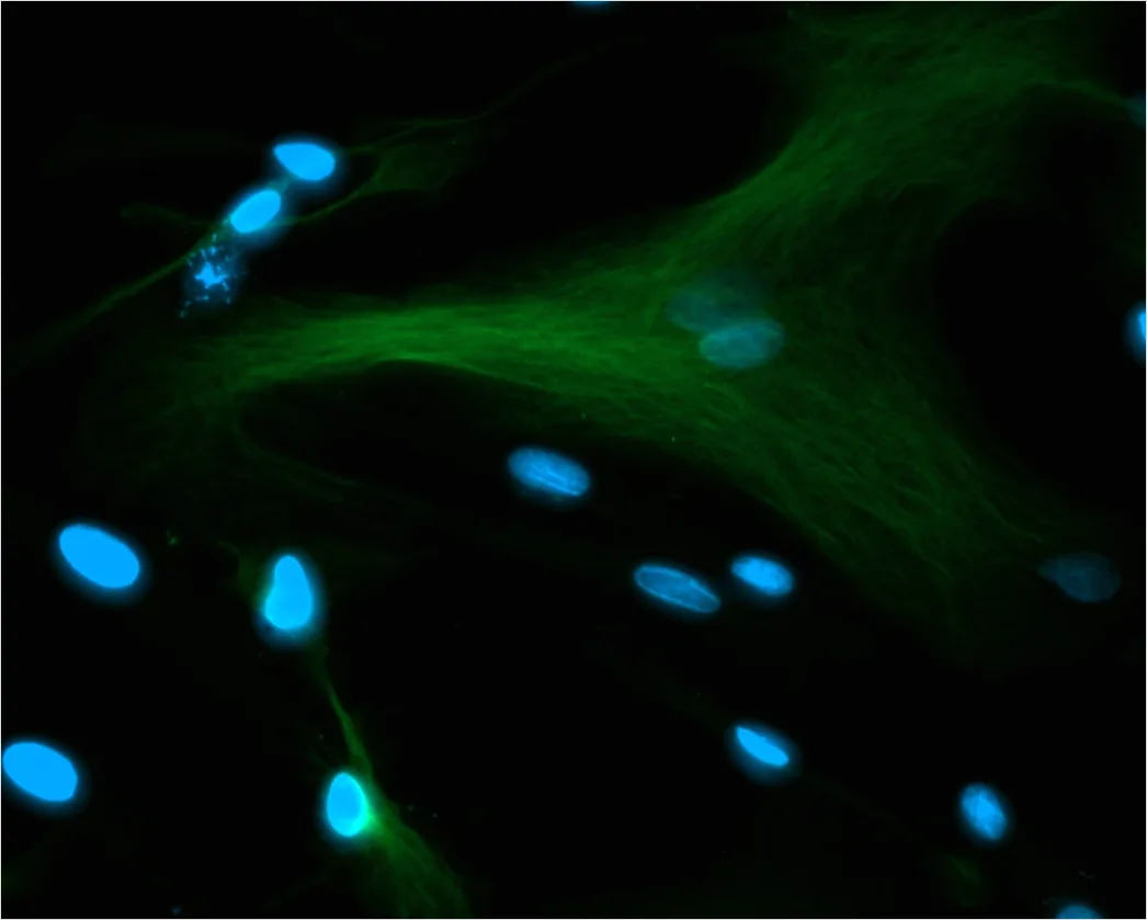 Detail Fluorescence Microscopy Image Cells Glowing Colors Number 4