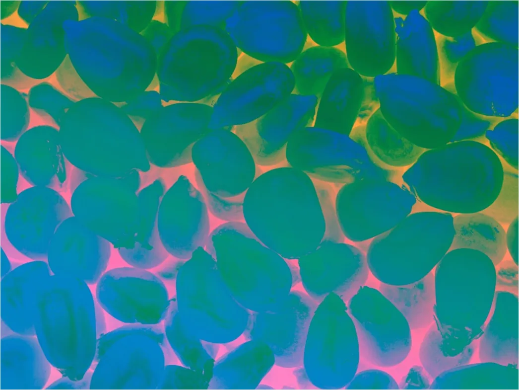 Detail Fluorescence Microscopy Image Cells Glowing Colors Number 5