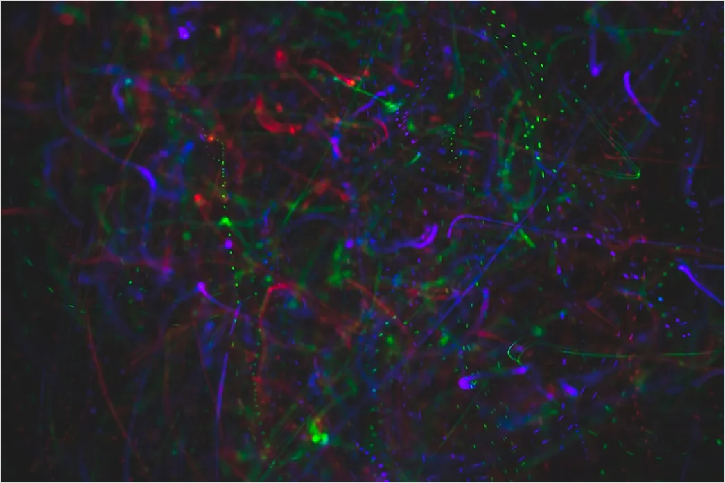 Detail Fluorescence Microscopy Image Cells Glowing Colors Number 6