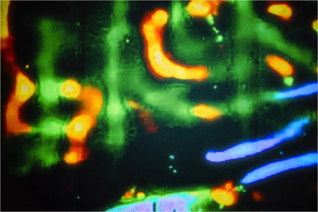 Detail Fluorescence Microscopy Image Cells Glowing Colors Number 9