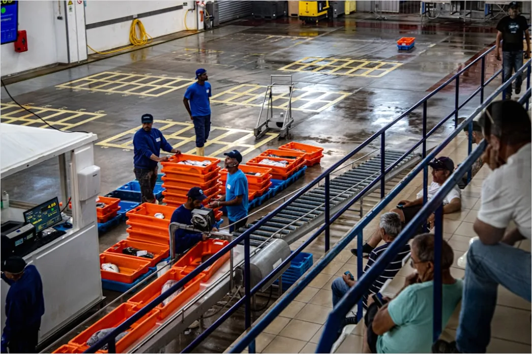 Detail Food Processing Conveyor Belt Sorting Vegetables Number 3