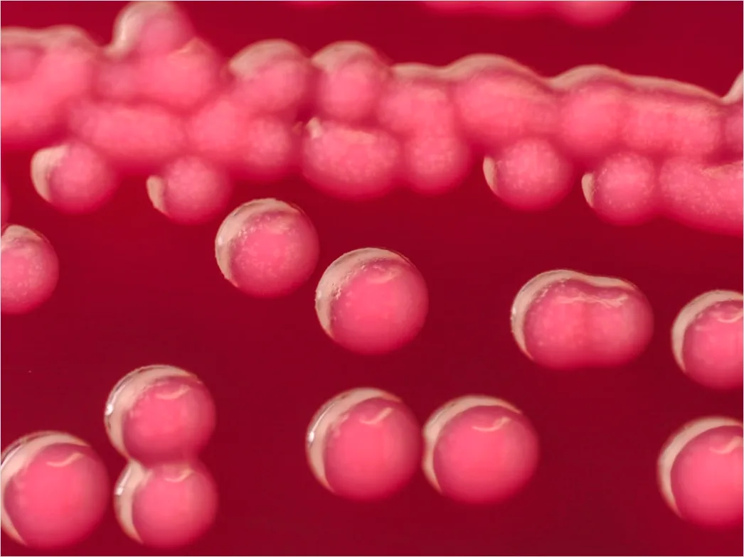 Detail Pipette And Microplate Assay Close Up Number 11