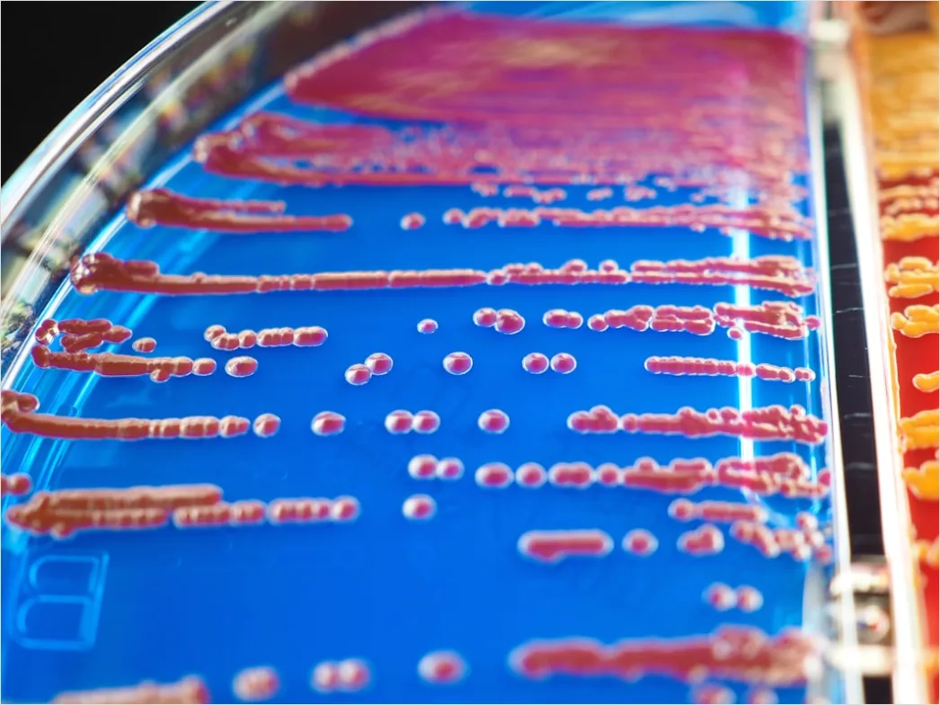 Detail Pipette And Microplate Assay Close Up Number 14