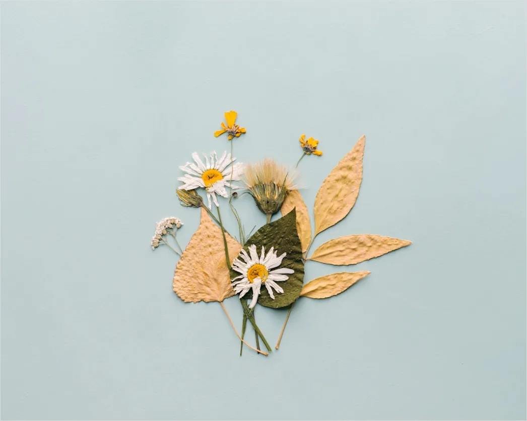 Detail Skincare Ingredients Flat Lay Natural Background Number 16