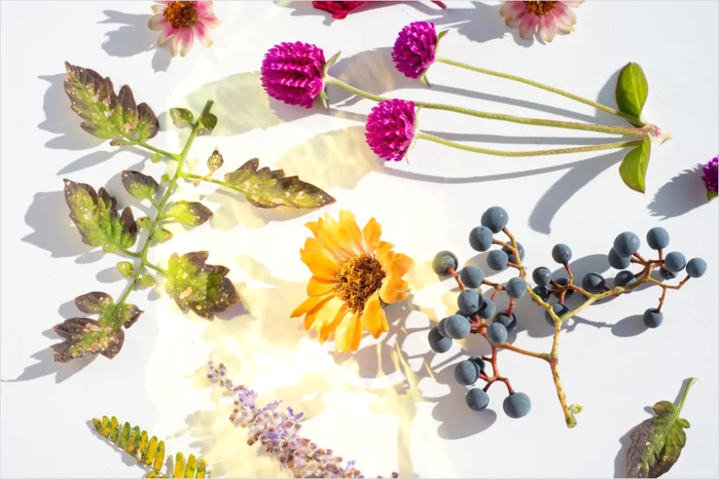 Detail Skincare Ingredients Flat Lay Natural Background Number 17