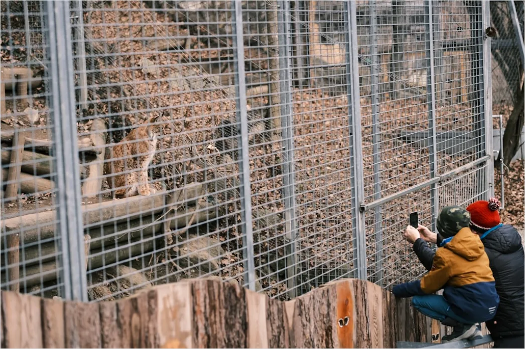Detail Wildlife Researcher Observing Animals With Binoculars Number 11