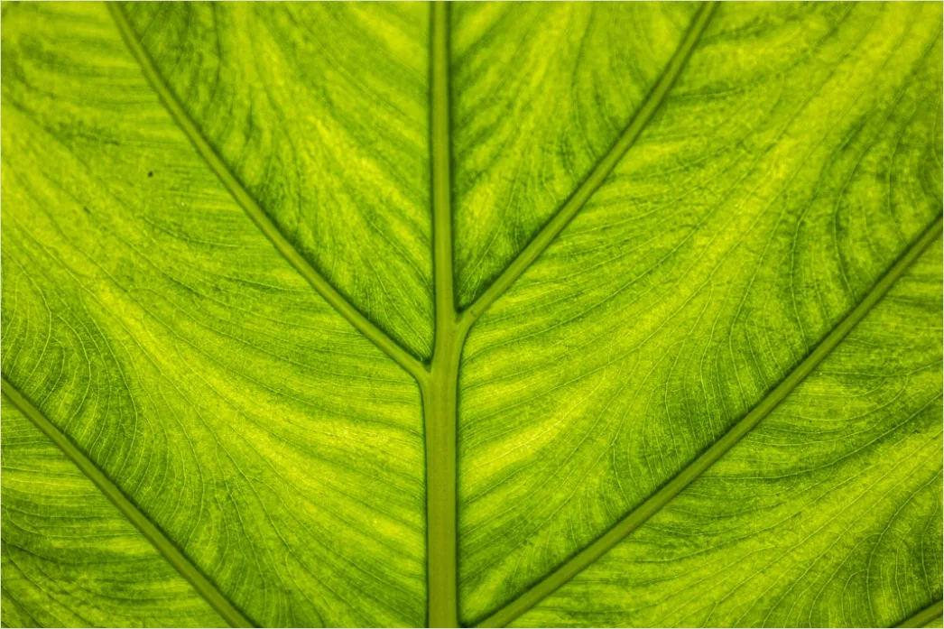 Detail Abstrakt Natur Hintergrund Blätter Textur Number 16