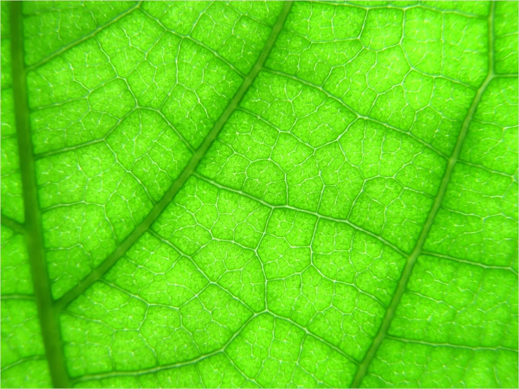 Detail Abstrakt Natur Hintergrund Blätter Textur Number 18